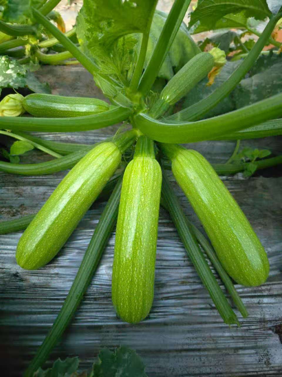日照西葫芦种子（系列）